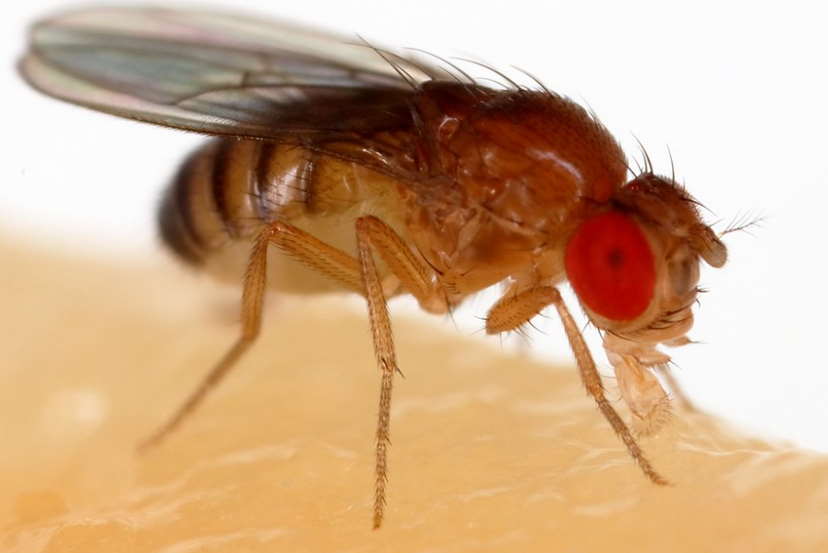 Fruit fly close up