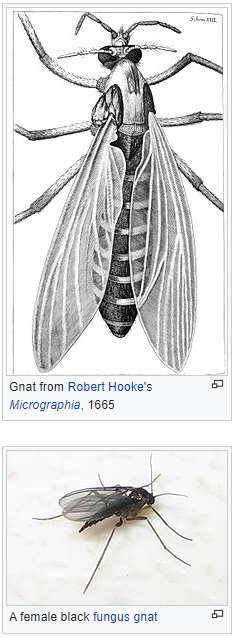 Gnats are small flies