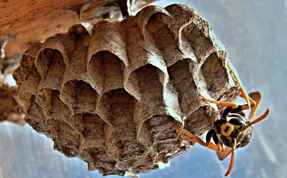 repel wasps - wasp nest